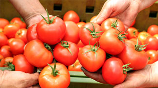 Clean bright red tomatoes