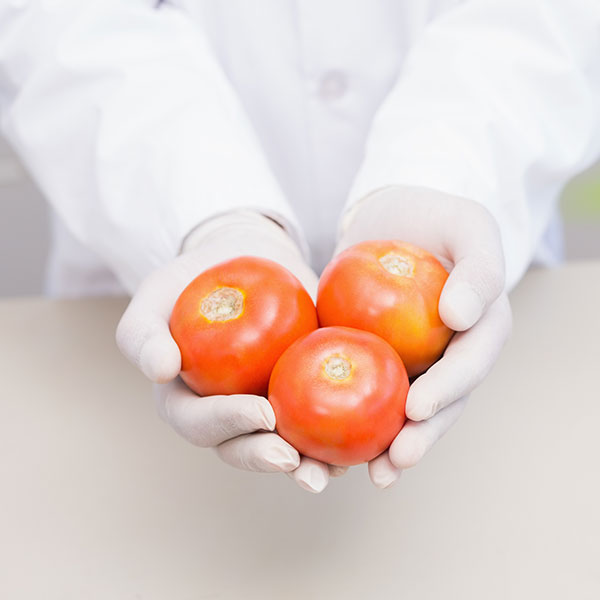 food inspector holding fresh tomatoes